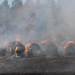 Hwy-168-Fire-036.jpg
