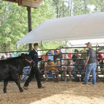 Livestock-Show-035.jpg