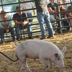 Livestock-Show-124.jpg