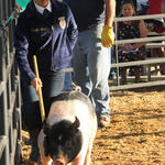 Livestock-Show-129.jpg
