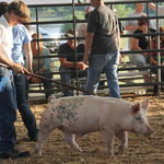 Livestock-Show-133.jpg