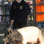 Livestock-Show-164.jpg