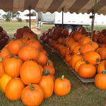 Cantonment-Pumpkins-010.jpg