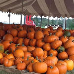 Cantonment-Pumpkins-012.jpg