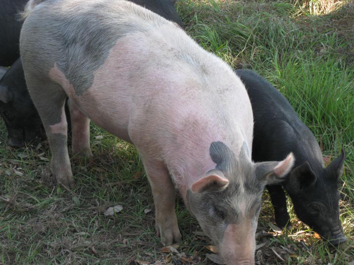 GreenCedarsFarm_Roger Elliott_2012 Farm Tour 013.jpg