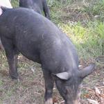 GreenCedarsFarm_Roger Elliott_2012 Farm Tour 014.jpg