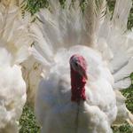 GreenCedarsFarm_Roger Elliott_2012 Farm Tour 018.jpg