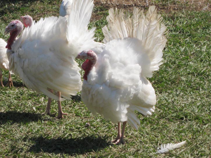 GreenCedarsFarm_Roger Elliott_2012 Farm Tour 019.jpg