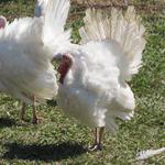 GreenCedarsFarm_Roger Elliott_2012 Farm Tour 019.jpg