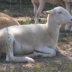 GreenCedarsFarm_Roger Elliott_2012 Farm Tour 024.jpg