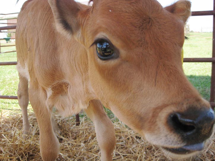 Yoder Family Dairy_2012 Farm Tour 004.jpg