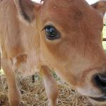 Yoder Family Dairy_2012 Farm Tour 004.jpg