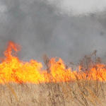 Bratt Brush Fire