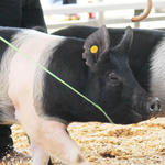 Livestock-Show-100.jpg