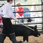 Livestock-Show-102.jpg