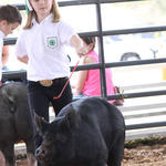 Livestock-Show-112.jpg