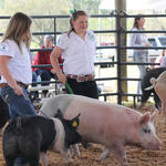 Livestock-Show-114.jpg