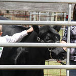 Livestock-Show-123.jpg