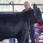 Livestock-Show-129.jpg