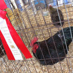 Livestock-Show-203.jpg