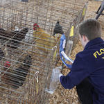 Livestock-Show-208.jpg