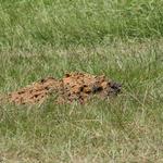 The Covered Hole Containing Picric