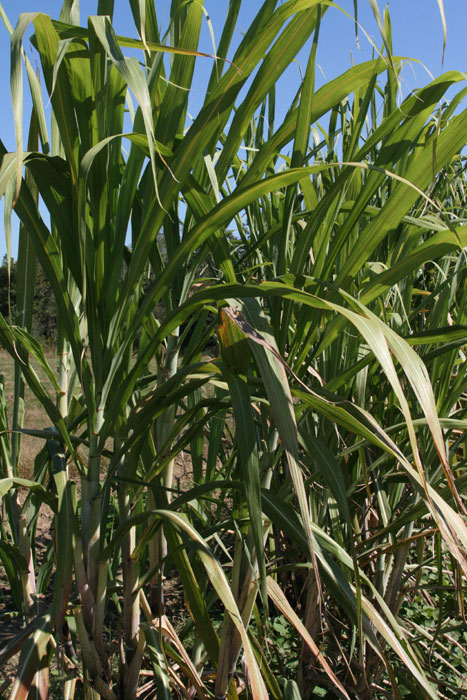 sugarcane70.jpg