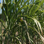 sugarcane70.jpg