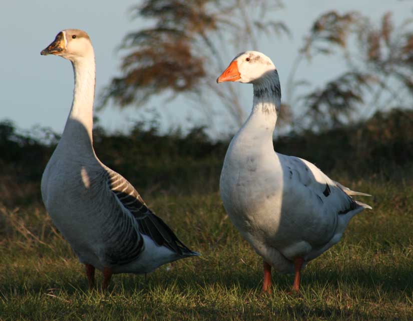 geese24