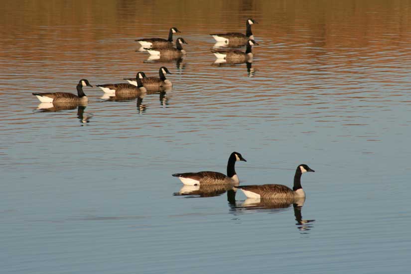 geese26