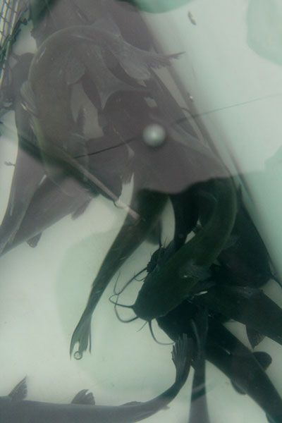 catfish30.jpg