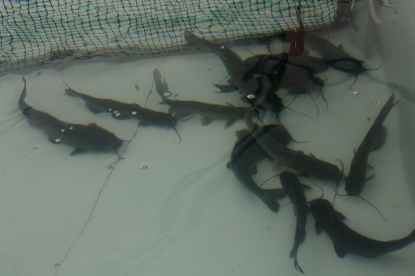 catfish40.jpg