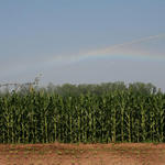 irrigation-rainbow28.jpg