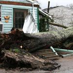 Tree Down, Asphalt On Ramar Street Lifted