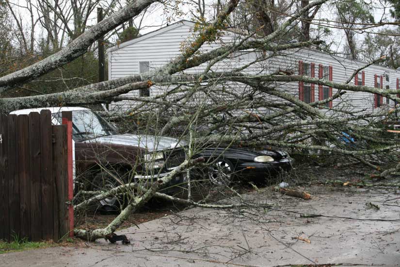 Two Vehicles Were Hit By The Tree