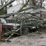 Two Vehicles Were Hit By The Tree