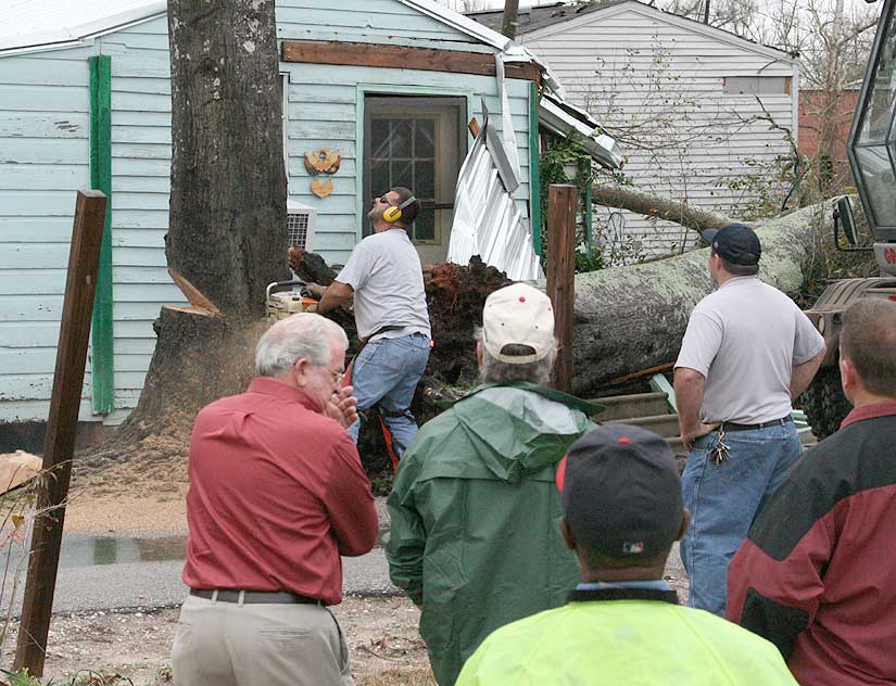 Remaining Portion Of Tree Cut