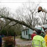 Remaining Portion of Tree Mid-Air As It Falls