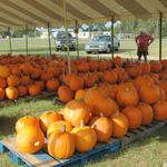 Pumpkins-11.JPG