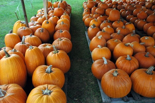 Pumpkins-14.JPG