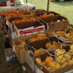 Pumpkins-16.JPG