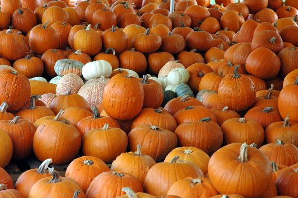 Pumpkins-18.JPG
