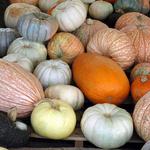 Pumpkins-20.JPG