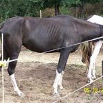 Gilmore Road Rescued Horses