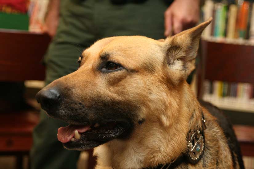 k9-24