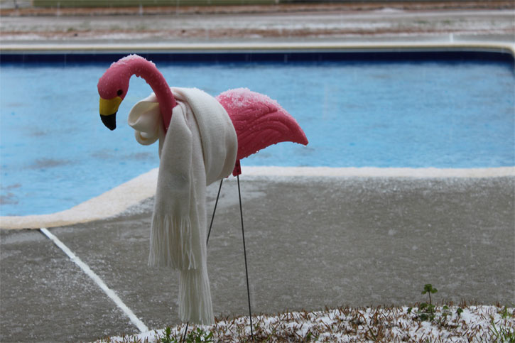 snow-flamingo-cold.jpg