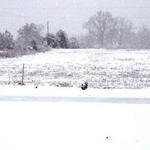 snow-mexia-ala10.jpg