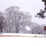 snow-mexia-ala11.jpg