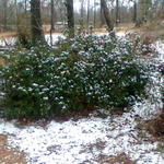 Snow-ByrnevilleMcDavid12.jpg