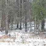 2010-snow-little-river-state-park-51.jpg
